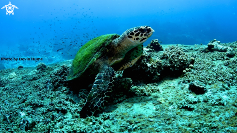 A Hawksbill Sea Turtle  | Sea Turtle