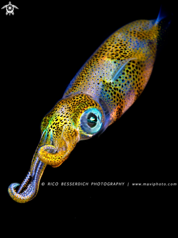 A Common Mediterenean Squid