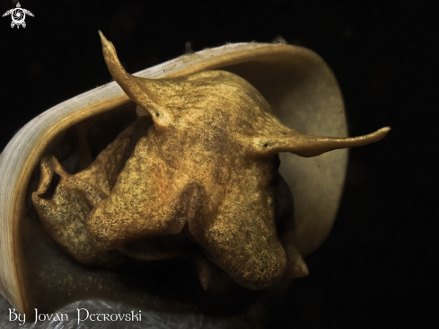A Lymnaeidae | Vodeni puž / Water snail.