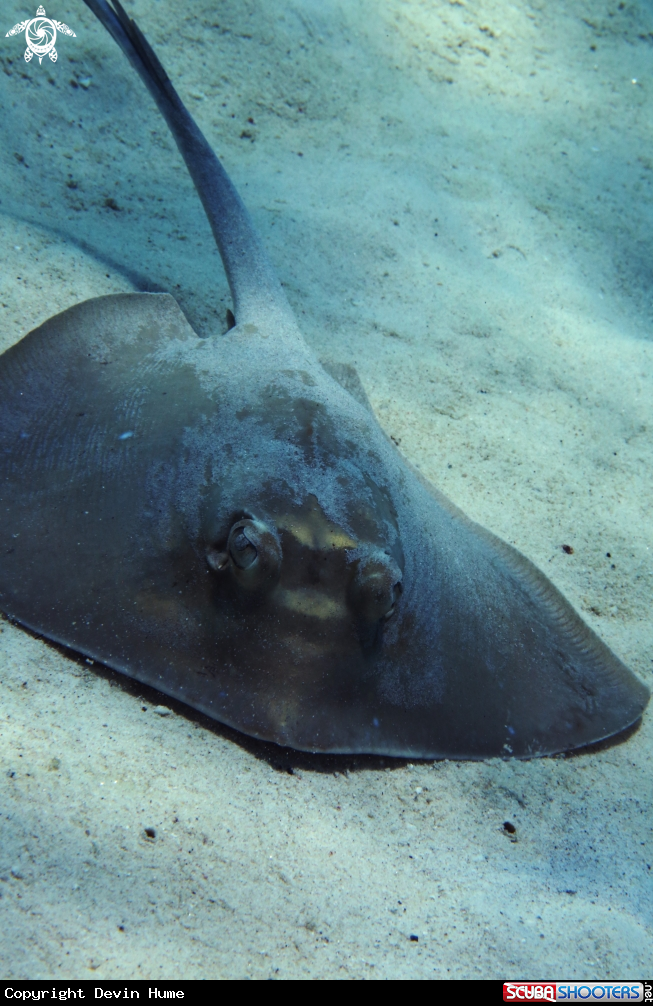 A Sting Ray