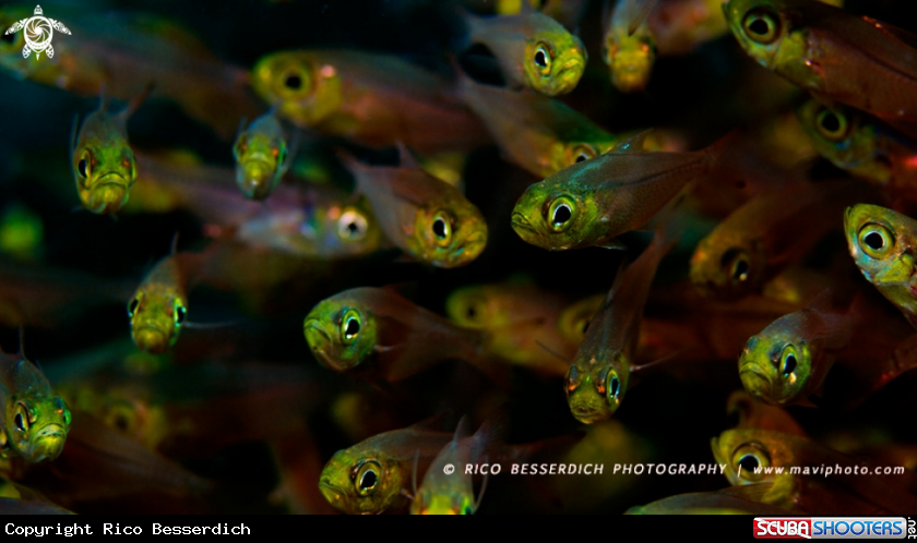 A Glassfishes