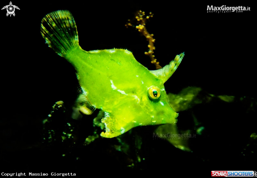 A green filefish