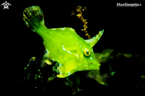 A green filefish