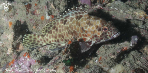 A Brown-marbled grouper