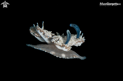 A cassiopea andromeda | jellyfish
