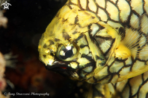 A Cleidopus gloriamaris | Pineapplefish