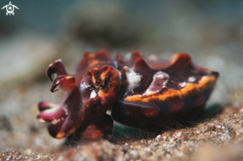 A Metasepia Pfefferi | Flamboyant Cuttlefish