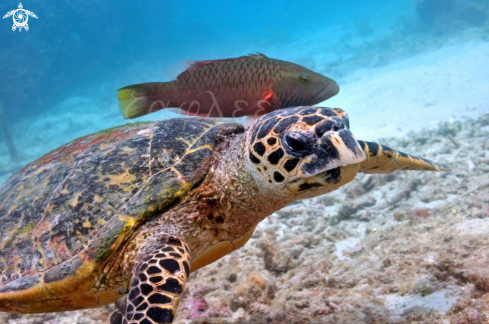 A Eretmochelys imbricata | Hawksbill sea turtle 