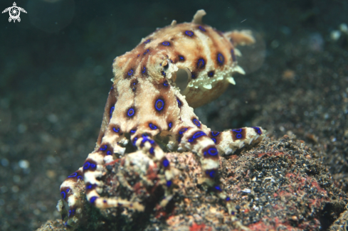 A Hapalochlaena | Blue Ring Octopus