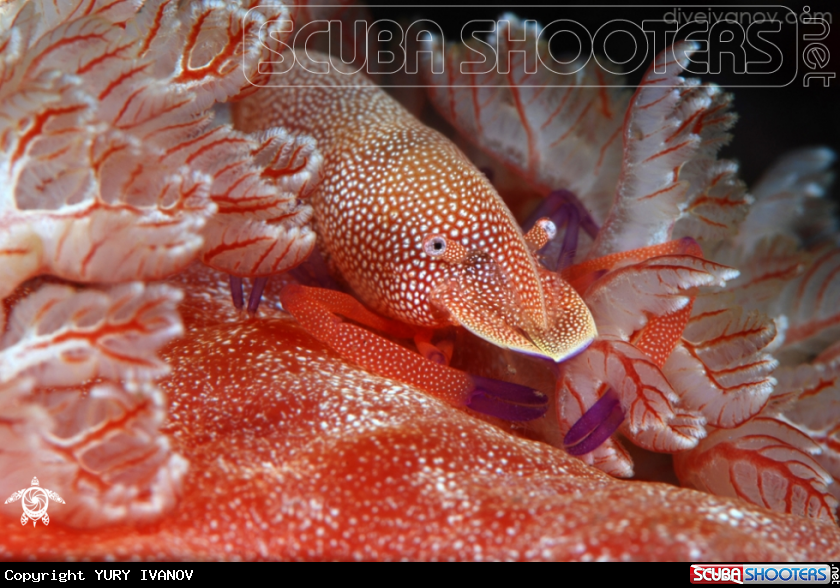 Emperor shrimp | фото YURY IVANOV
