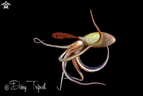 A Octopus macropus | Polpessa