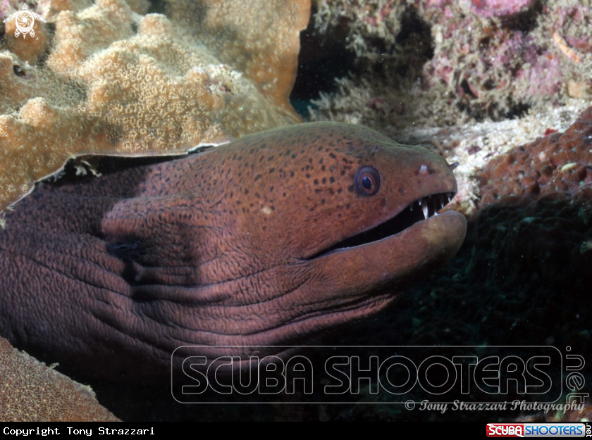 A Giant moray eel