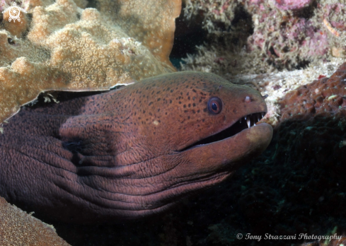 A Giant moray eel