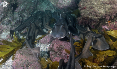A Heterodontus portusjacksoni | Port Jackson Sharks