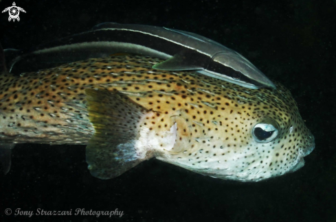 A Diodon hystrix and Echeneis naucrates | Porcupinefish and suckerfish
