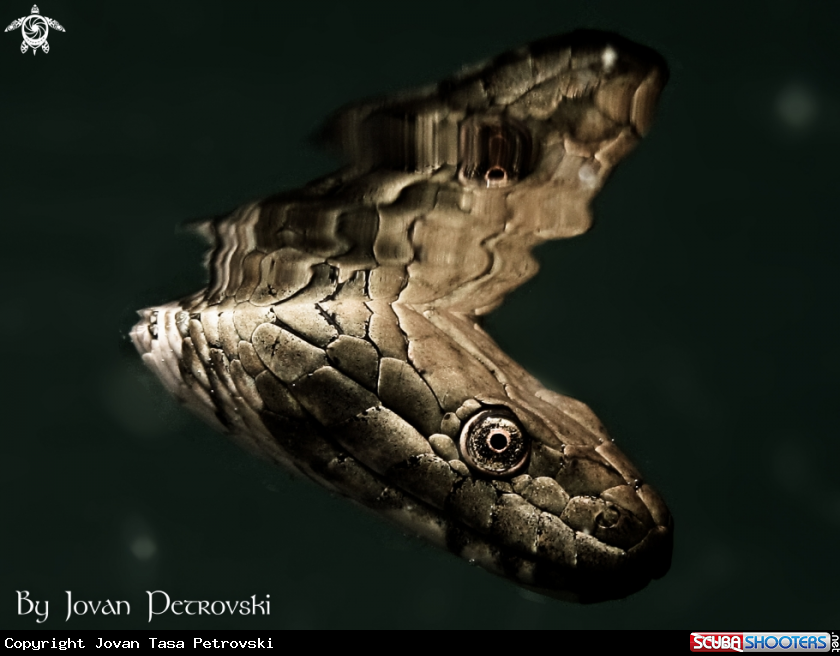 A Vodena zmija Ribarica / Water snake - Dice snake.