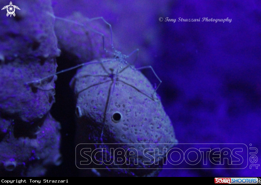 A Sea spider on an Ascidian