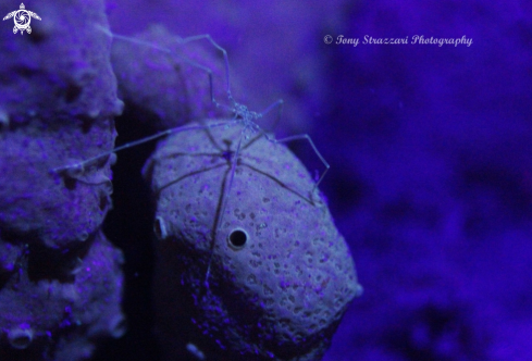 A Pseudopallene | Sea spider on an Ascidian