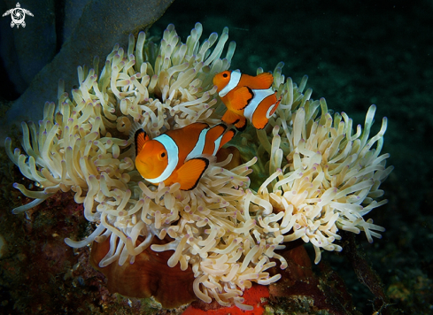 A Amphiprioninae | clown fish