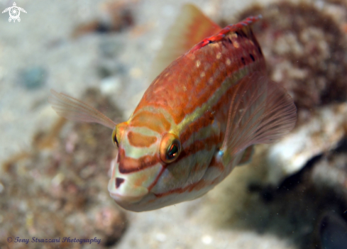 A Gunther's Wrasse