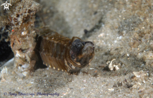A Tiger pipefish