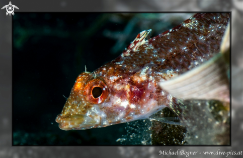 A Gobiidae | Goby