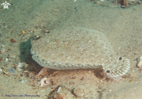 A Engyprosopon grandisquama | Largescale Flounder