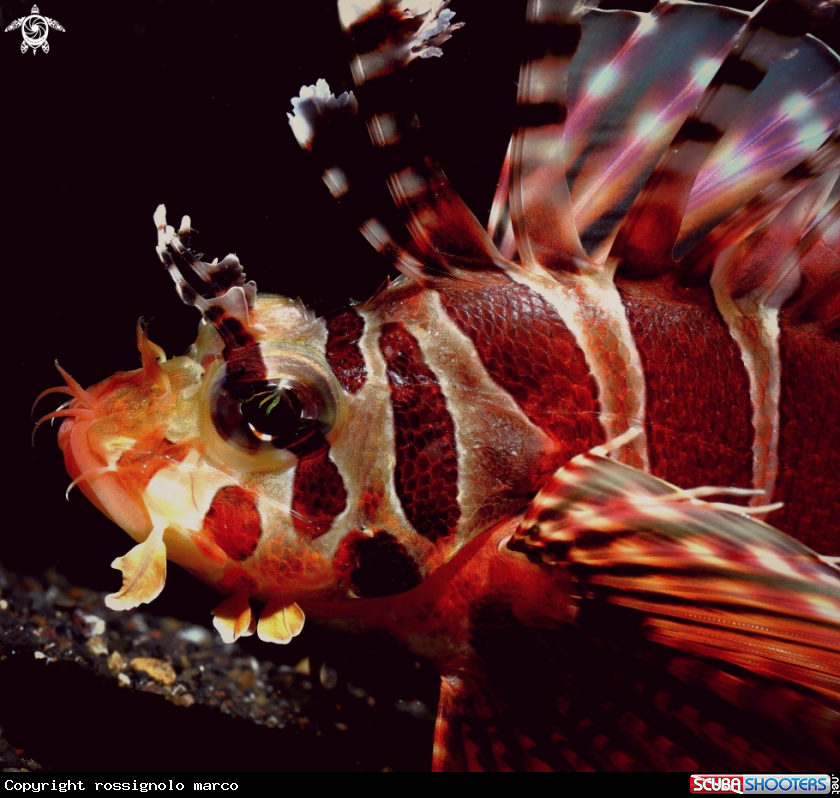 A Clearfin lionfish