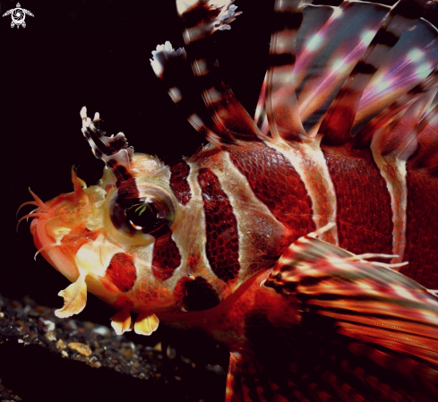 A Clearfin lionfish