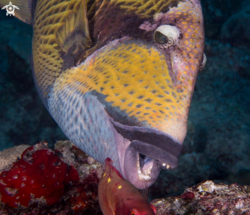 A Balistoides viridescens | Titan Triggerfish