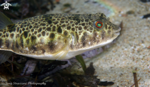 A Tetractenos hamiltoni  | Common Toadfish