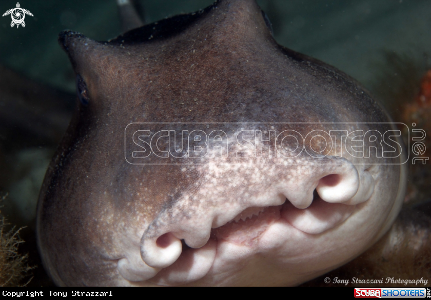A Port Jackson Shark