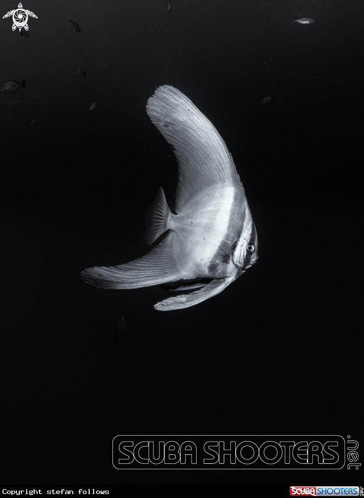 A Longfin Batfish
