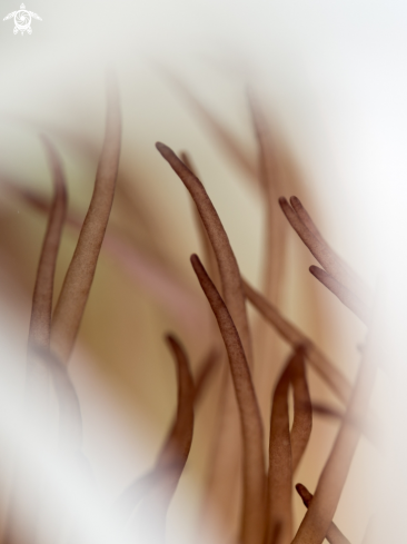 A Cerianthus sp. | Tube Anemone