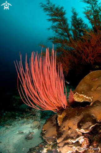 A Sea Whip Coral  | Sea Whip Coral 