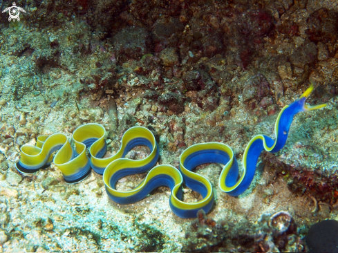 A ble ribbon eel