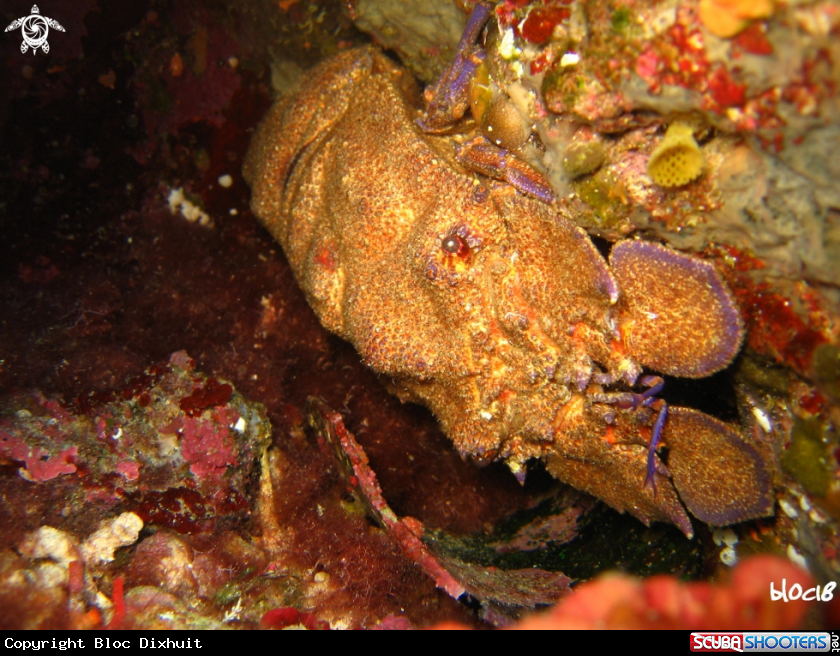 A greater slipper lobster
