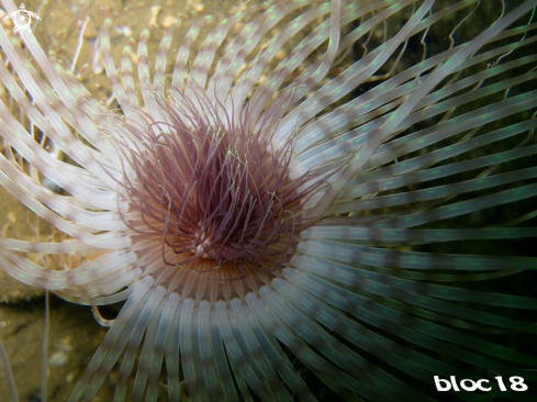 A Cerianthus membranaceus  | tube anemone