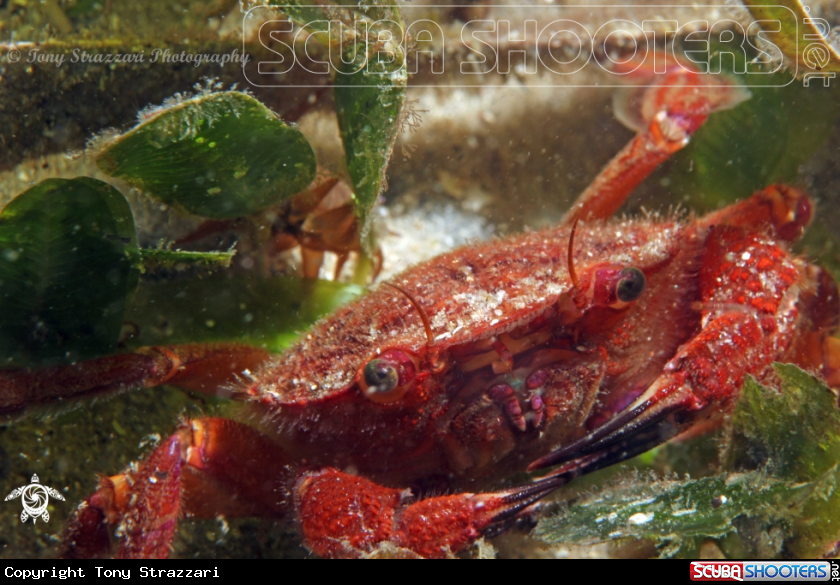 A Red swimming crab