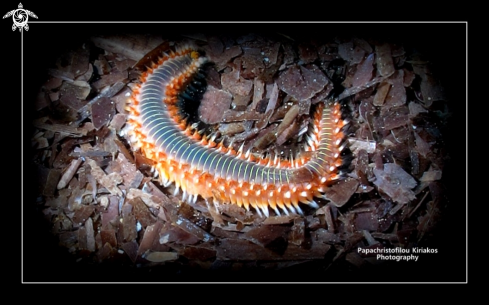 A Fireworm | Marathopoli-Messinia-Greece
