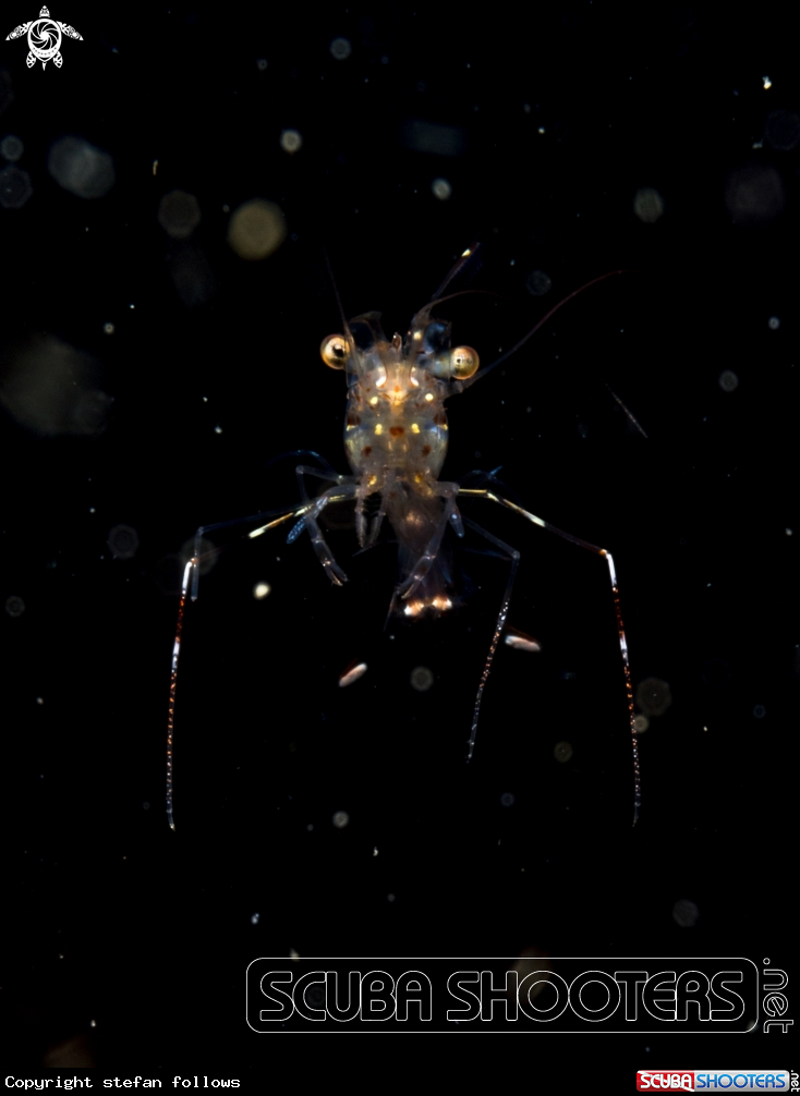 A Glass Cleaner Shrimp