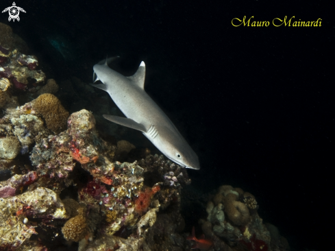 A Shark reef white tip