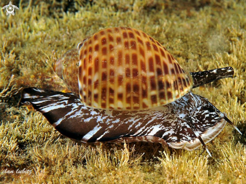 A Tonna maculosa | sea snail
