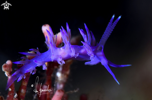 A Flabellina affinis | Flabellina 
