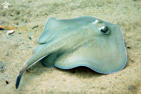 A Sparsely Spotted Stingaree