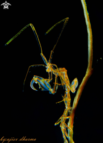 A skeleton shrimp 