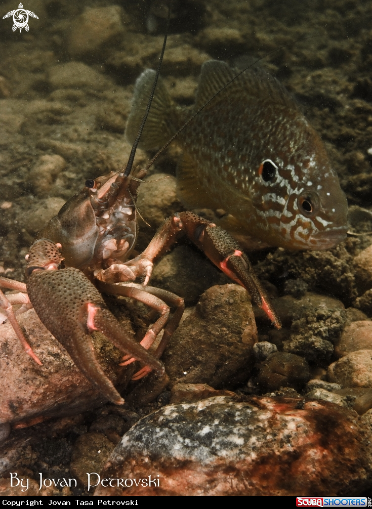 A Jezerski rak / Lakeland lobster.