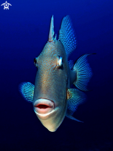 A Balistes carolinensis | Mediterranean triggerfish