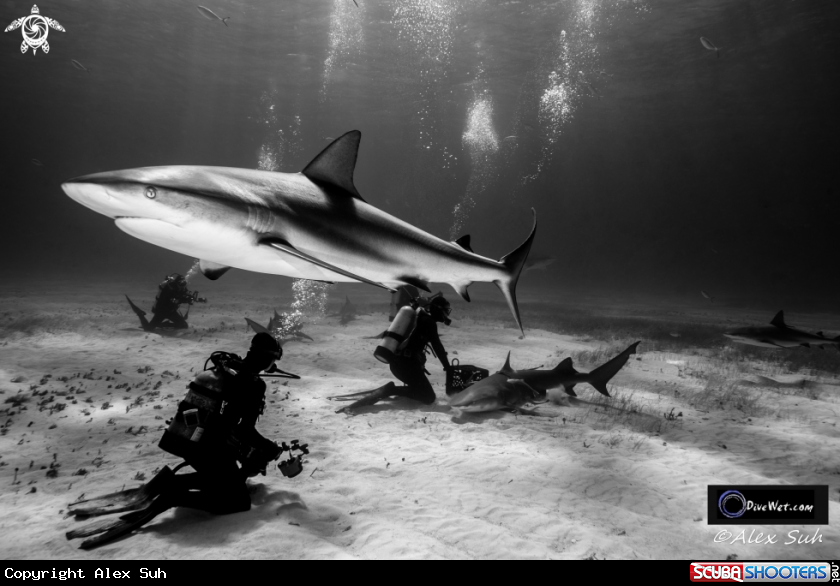 A Tiger Shark Dive