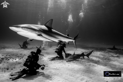 A Carcharhinus perezi | Tiger Shark Dive